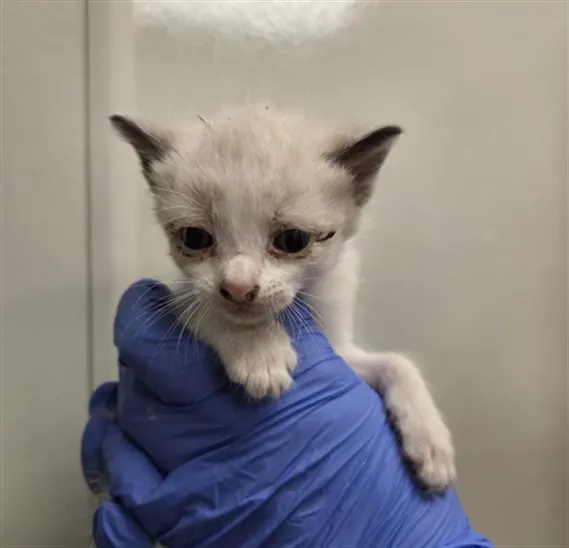 Adoptable Cat