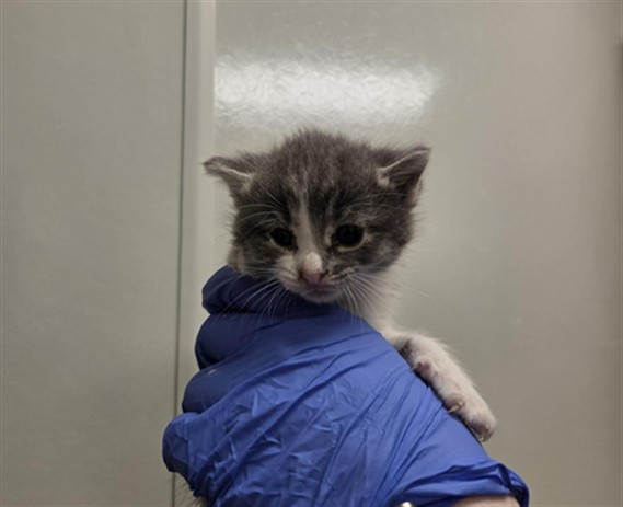 Adoptable Cat