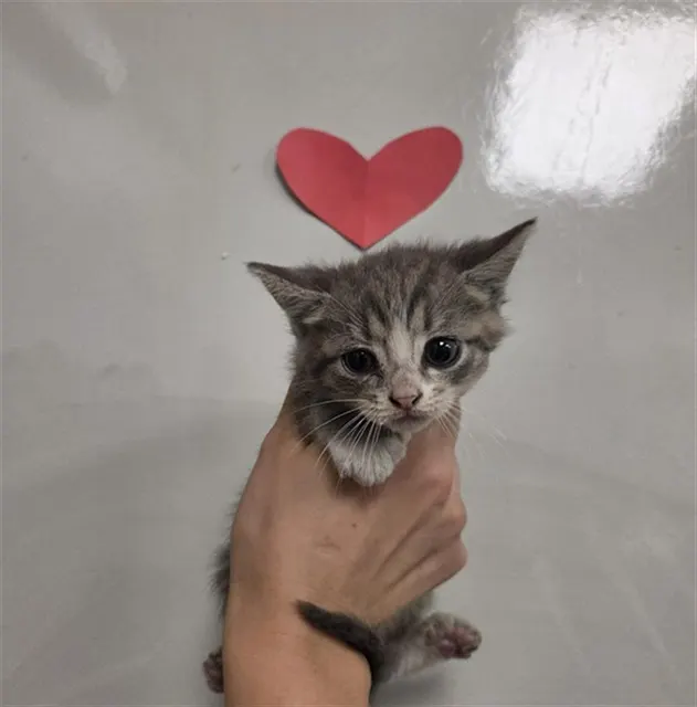 Adoptable Cat