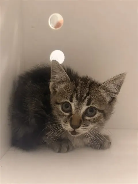 Adoptable Cat