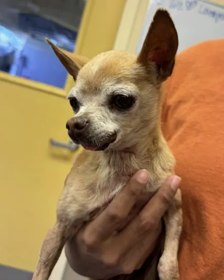 Adoptable Dog