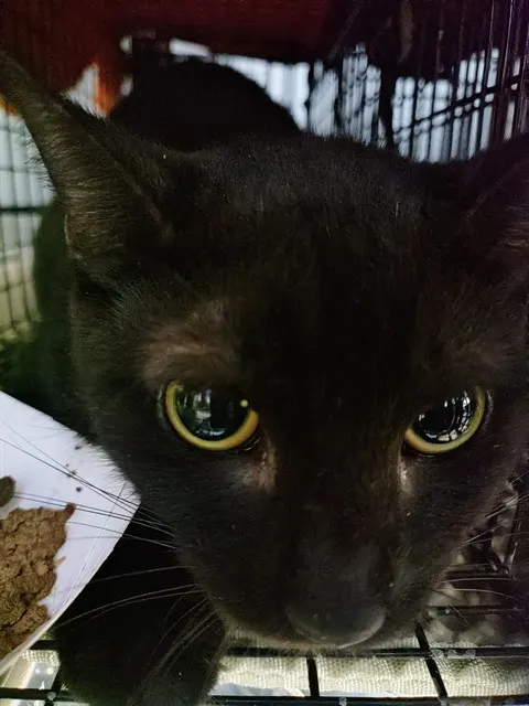 Adoptable Cat