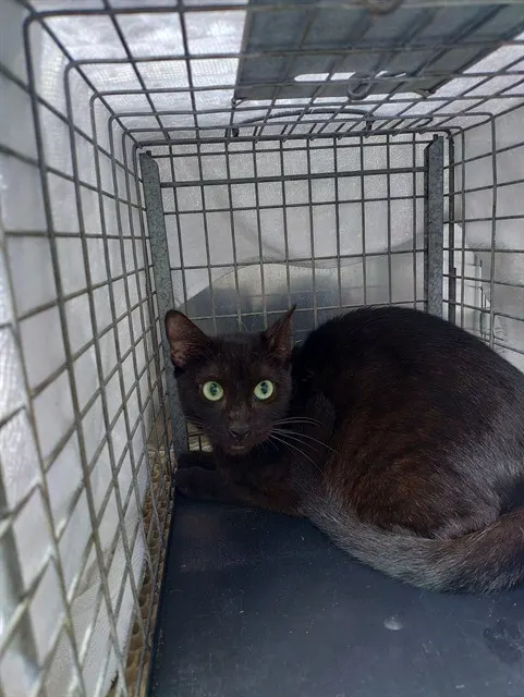 Adoptable Cat