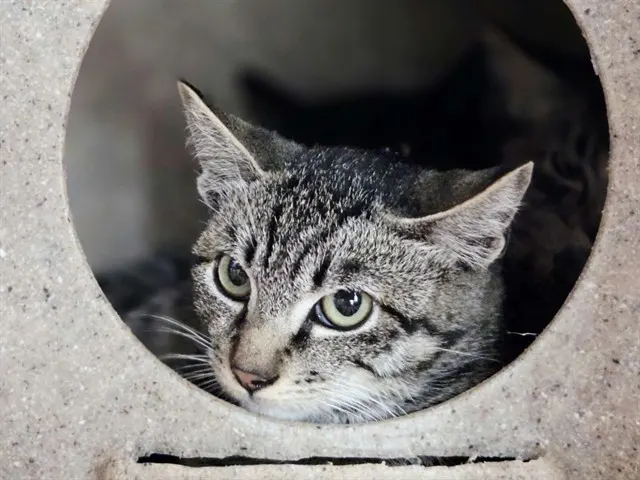 Adoptable Cat