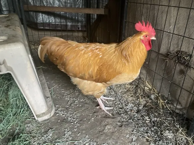 Adoptable Bird