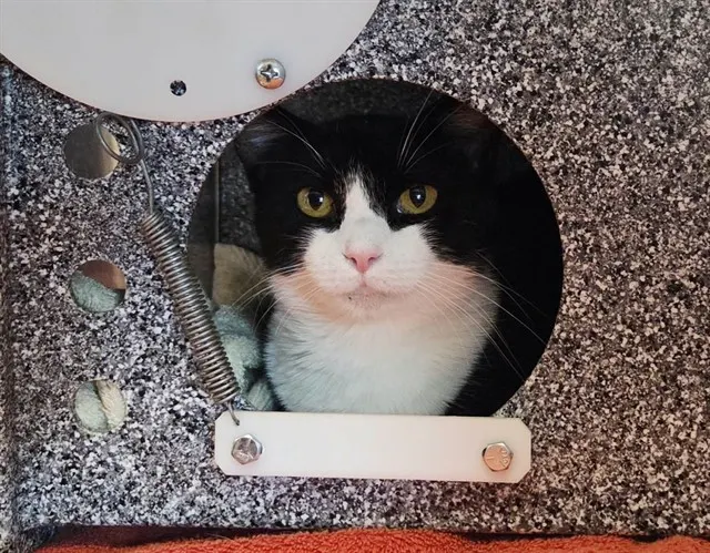 Adoptable Cat