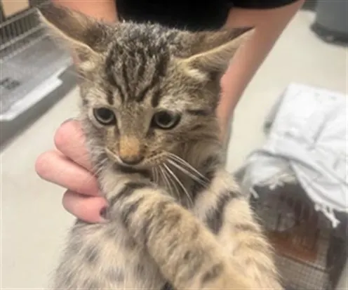 Adoptable Cat
