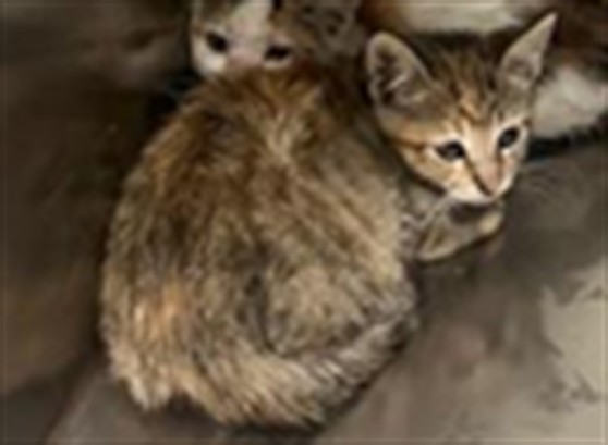 Adoptable Cat