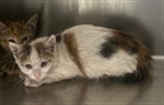 Adoptable Cat