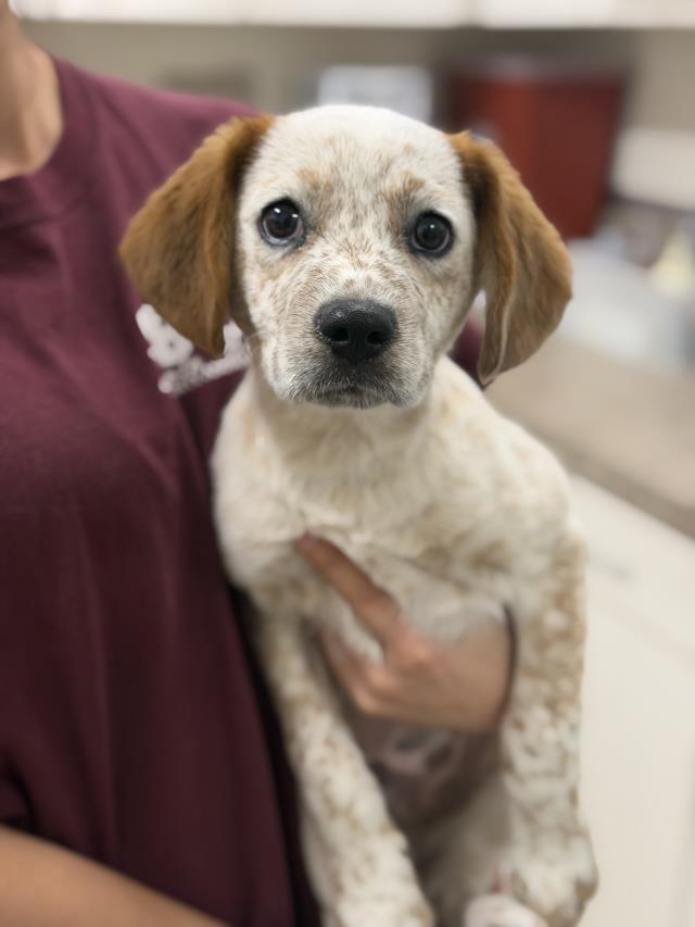 Adoptable Dog