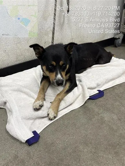 Adoptable Dog