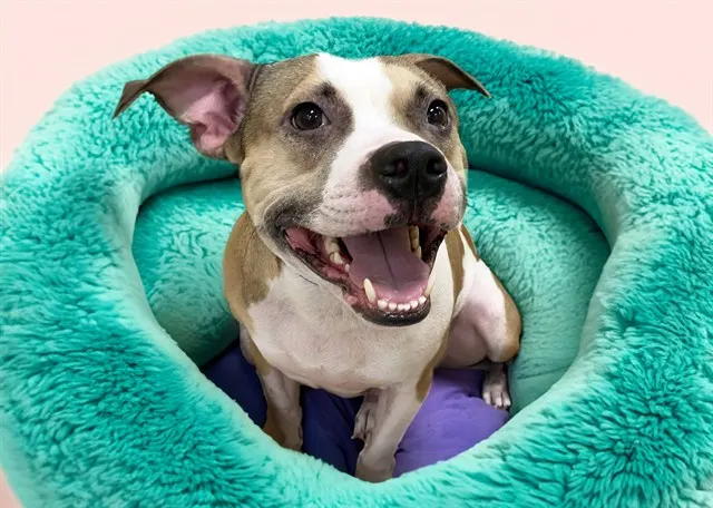 Roscoe