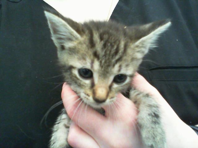 Adoptable Cat