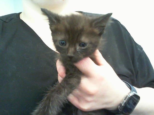 Adoptable Cat