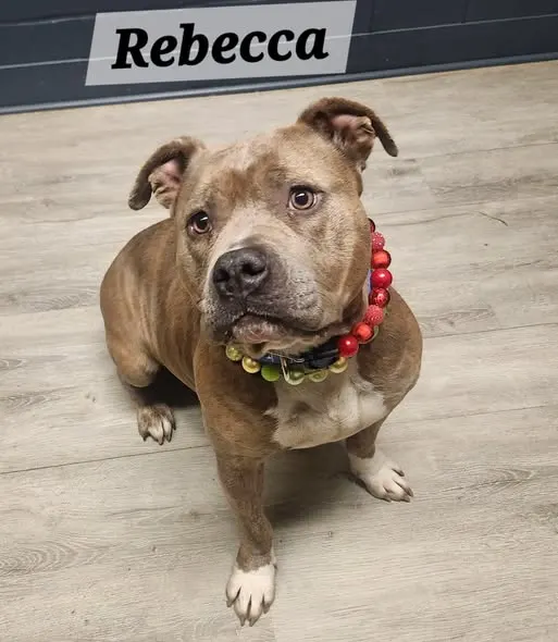 Rebecca