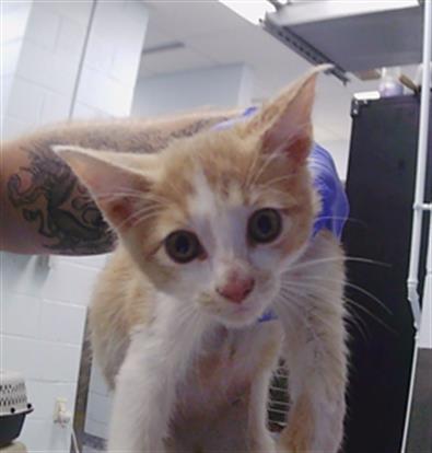 Adoptable Cat