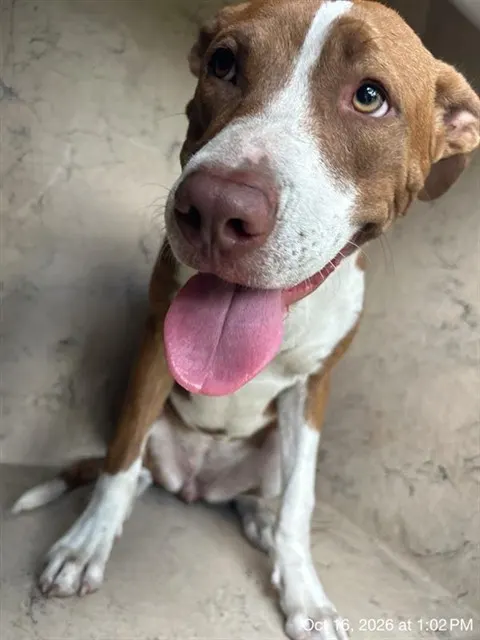 Adoptable Dog