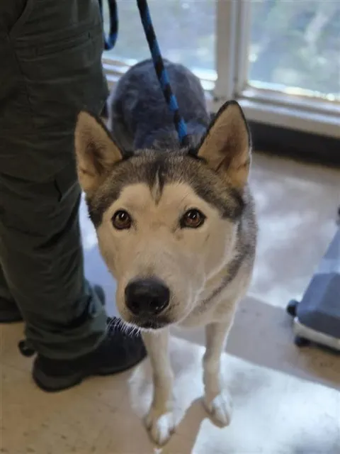 Adoptable Dog
