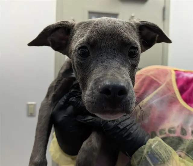 Adoptable Dog