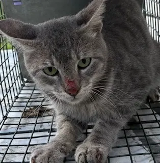 Adoptable Cat