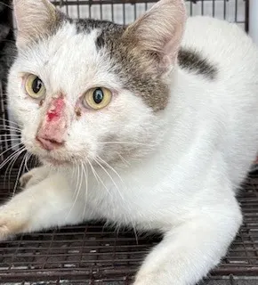 Adoptable Cat