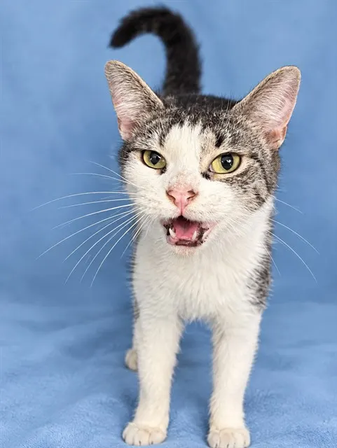 Adoptable Cat