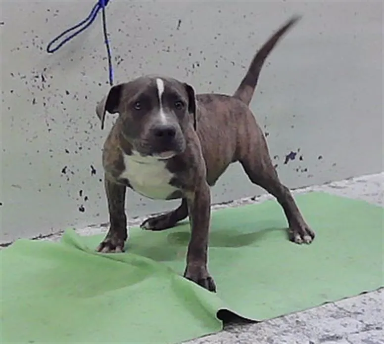 Adoptable Dog