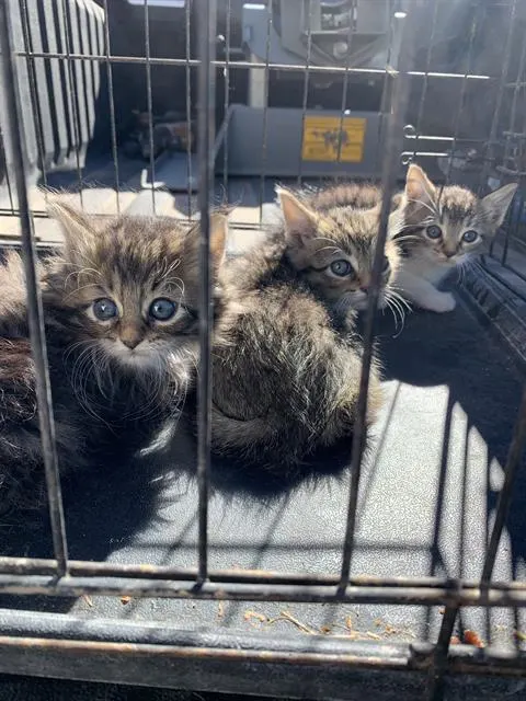 Adoptable Cat