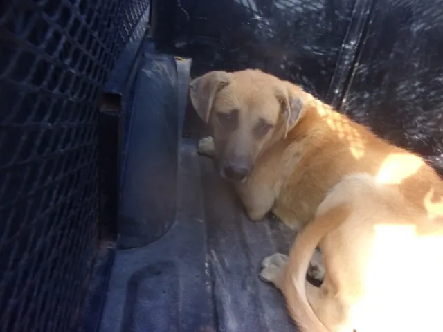 Adoptable Dog