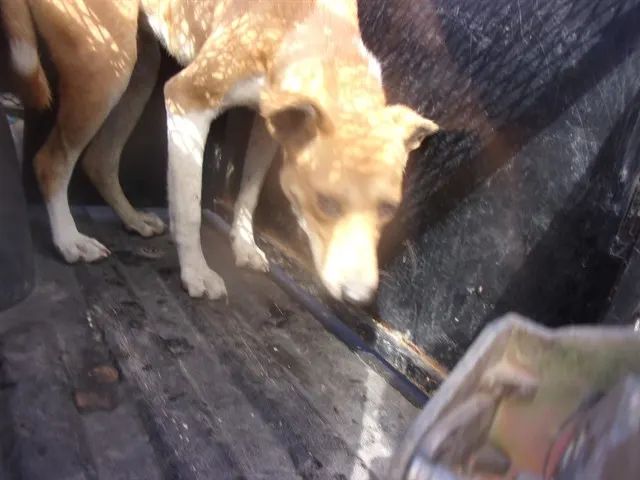 Adoptable Dog