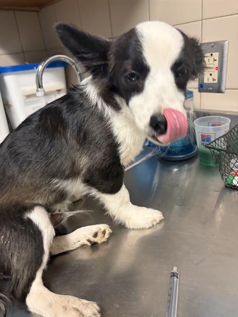 Adoptable Dog