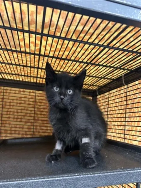 Spell