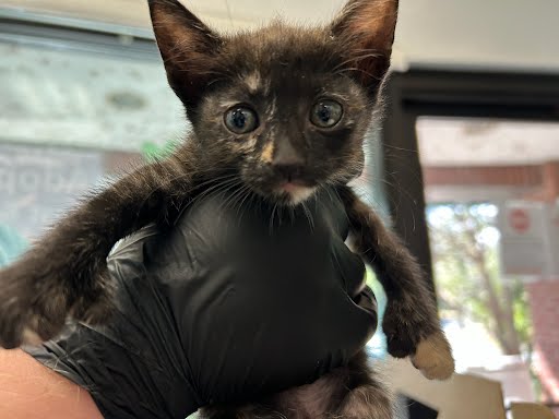 Miss Mittens