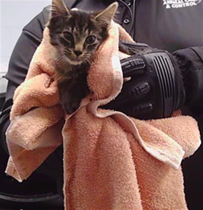 Adoptable Cat