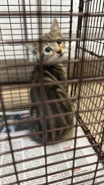 Adoptable Cat