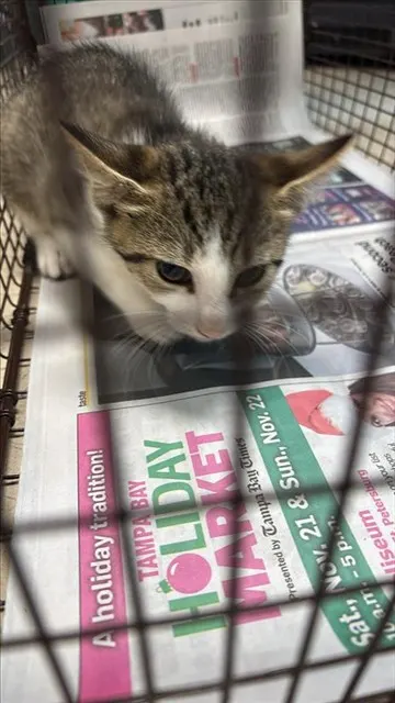 Adoptable Cat