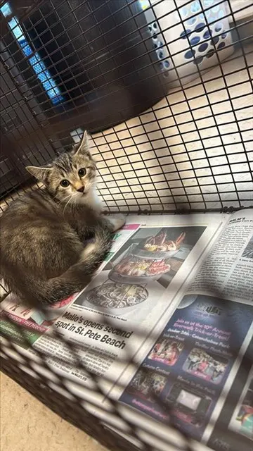 Adoptable Cat