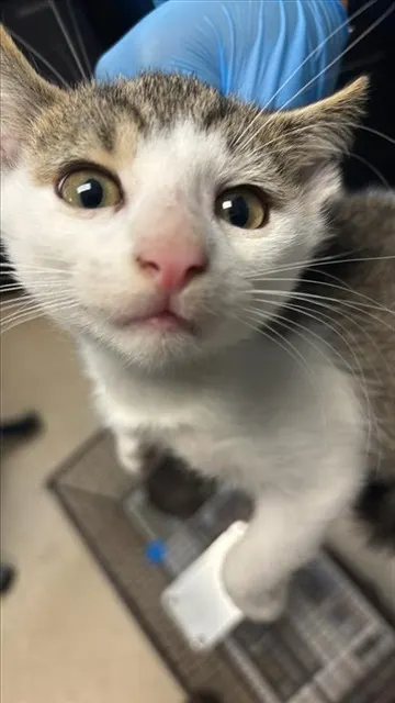 Adoptable Cat