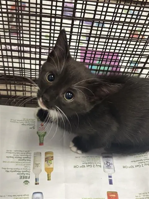 Adoptable Cat