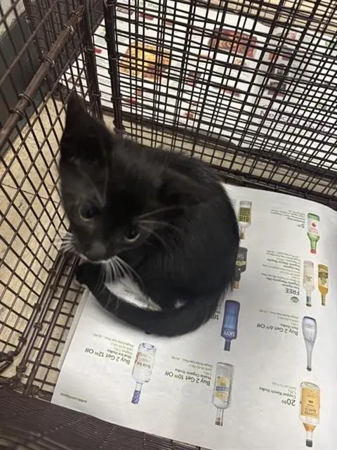 Adoptable Cat