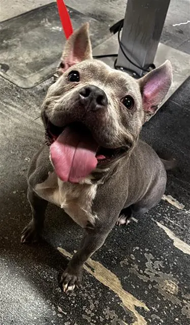 Mae