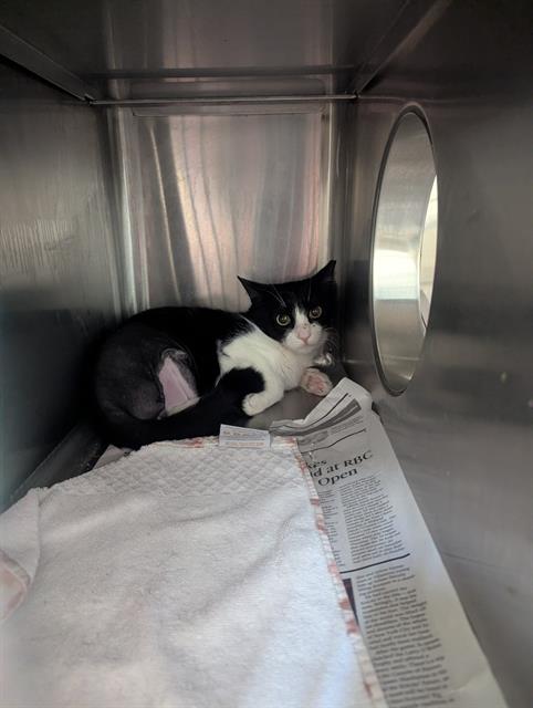 Adoptable Cat