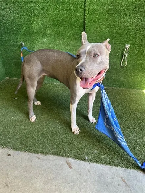 Adoptable Dog