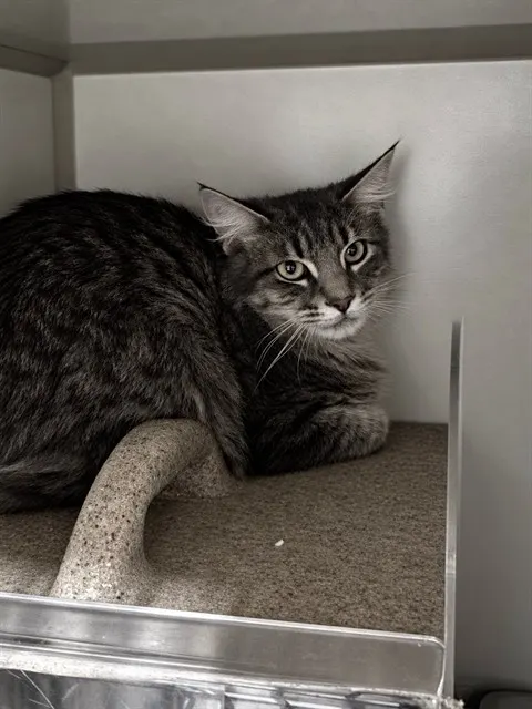 Adoptable Cat