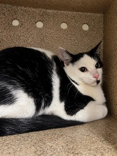 Adoptable Cat