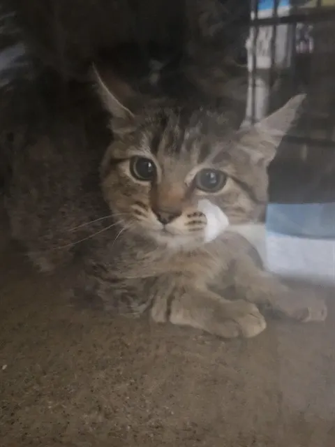 Adoptable Cat