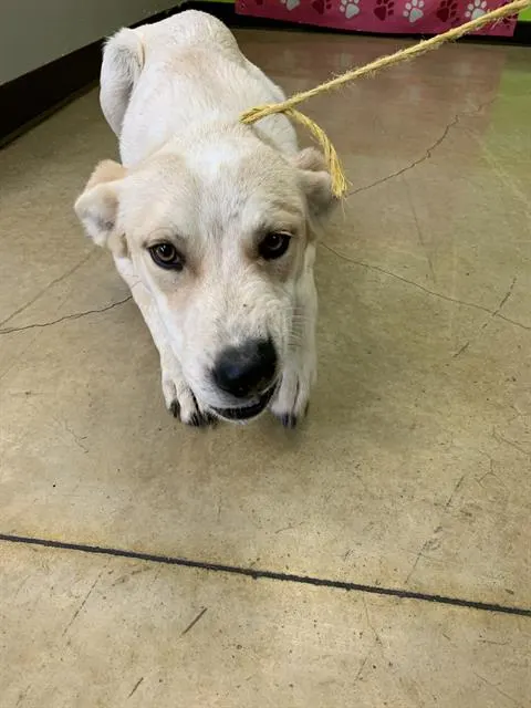 Adoptable Dog