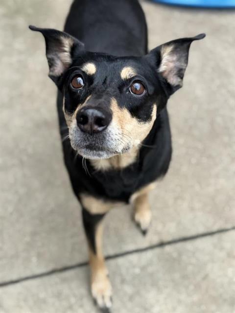 Sophia