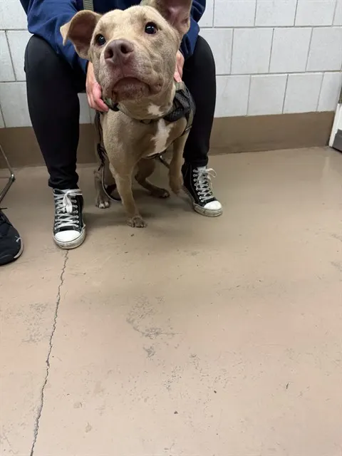 Bowser