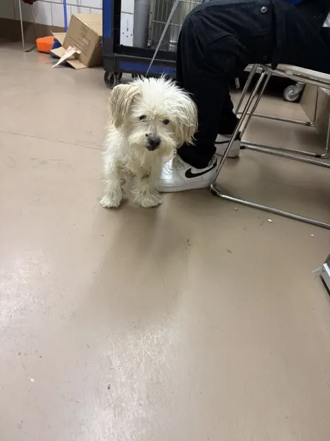 Adoptable Dog